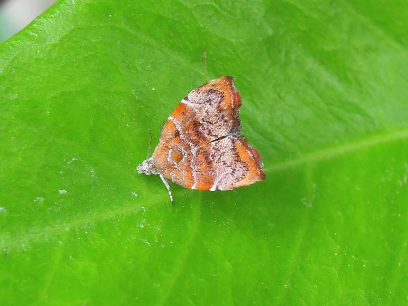 Choreutis nemorana
